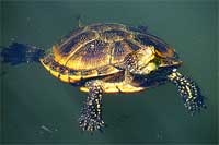 European Pond Terrapin