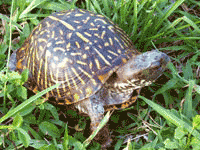 Box Turtle