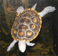 Diamondback Terrapin