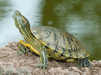 Red Eared Slider