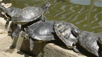 Terrapins as Pets