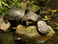 Terrapins