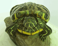 Complete Terrapin Care Guide