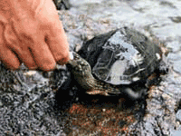 Training a Terrapin