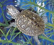 Diamondback Terrapin