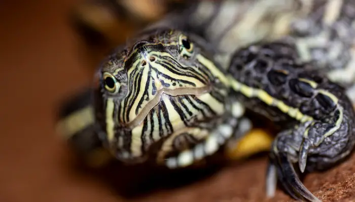 The Beginners Guide To Keeping Terrapins & Turtles - Pbs Pet Travel