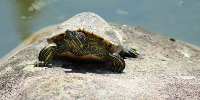 Do Terrapins Need A Heat Lamp?