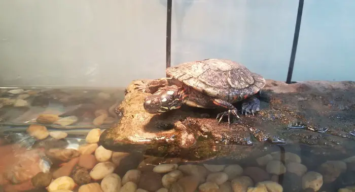 terrapins need water, land and sunshine