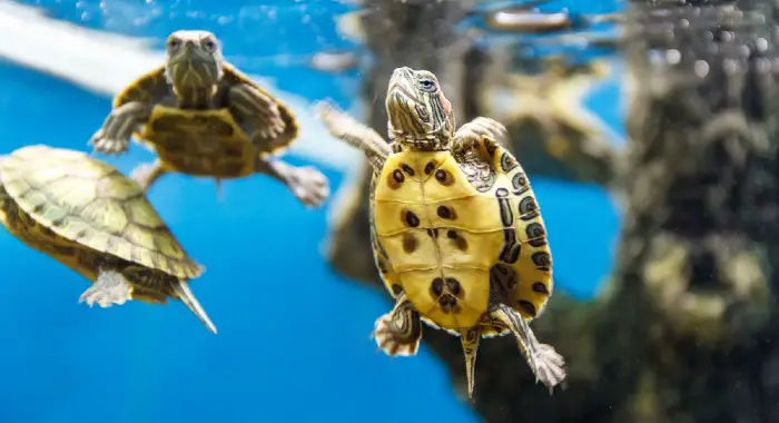 do terrapins like warm or cold water?