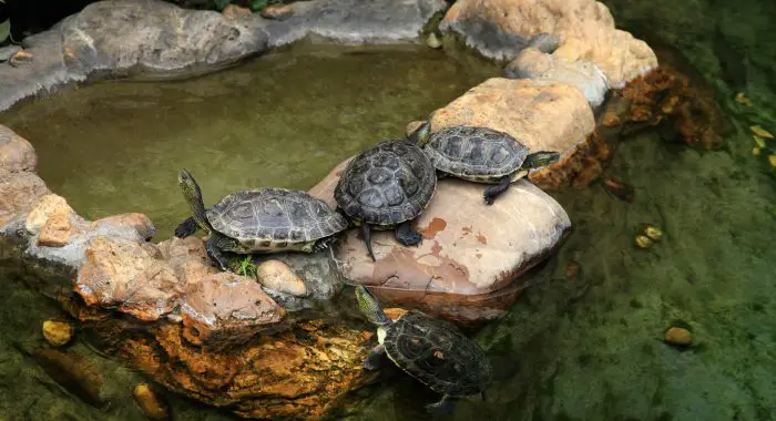 Terrapin Types