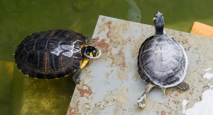 Are Terrapins Legal In The UK?