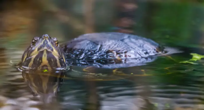 Finding A Terrapin In Your Pond