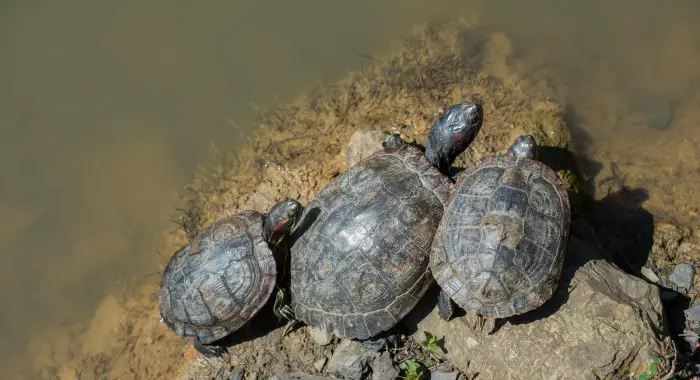Difference between turtles tortoises and terrapins