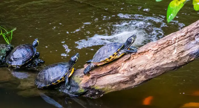 Terrapins In The Wild