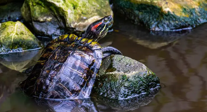 What Is A Terrapin?