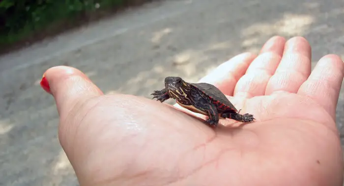 Baby Terrapin Care