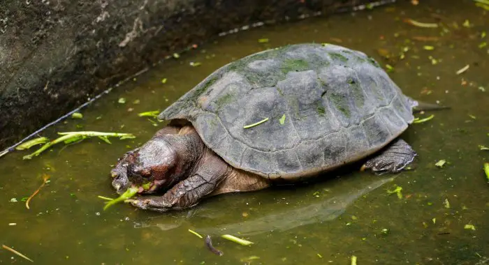 What Do Terrapins Eat?