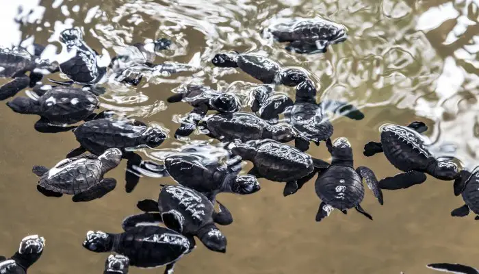 Where to buy terrapins?