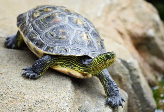 Healthy Terrapins