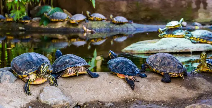 Are Terrapins Endangered?