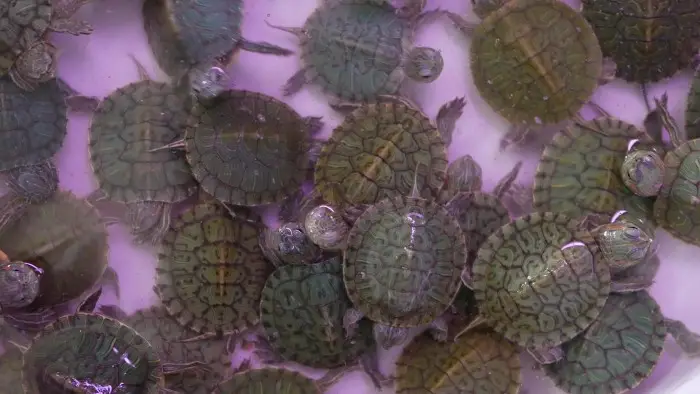 Terrapin Trafficking